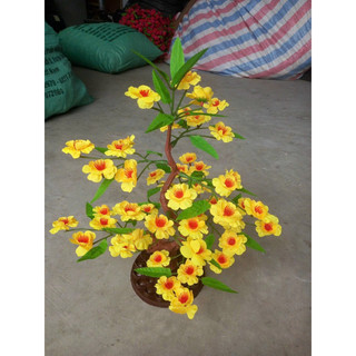 Cây hoa mai đào cao 50cm - Cây hoa trang trí Tết