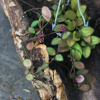 Chậu mini Hoya DS-70 - Cẩm cù Ngàn sao - trang trí, decor đẹp, dễ chăm sóc - không sẵn hoa - Vườn Như Ngọc