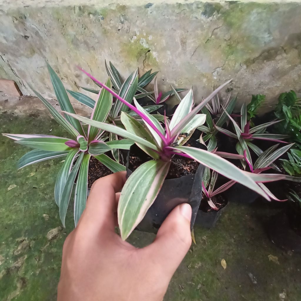 Cây Ngọc Trai (Cây Sò Huyết, Lẻ Bạn, Cây Dứa Tím) Cao 20-25cm KVT - Hạt Giống CANH NÔNG