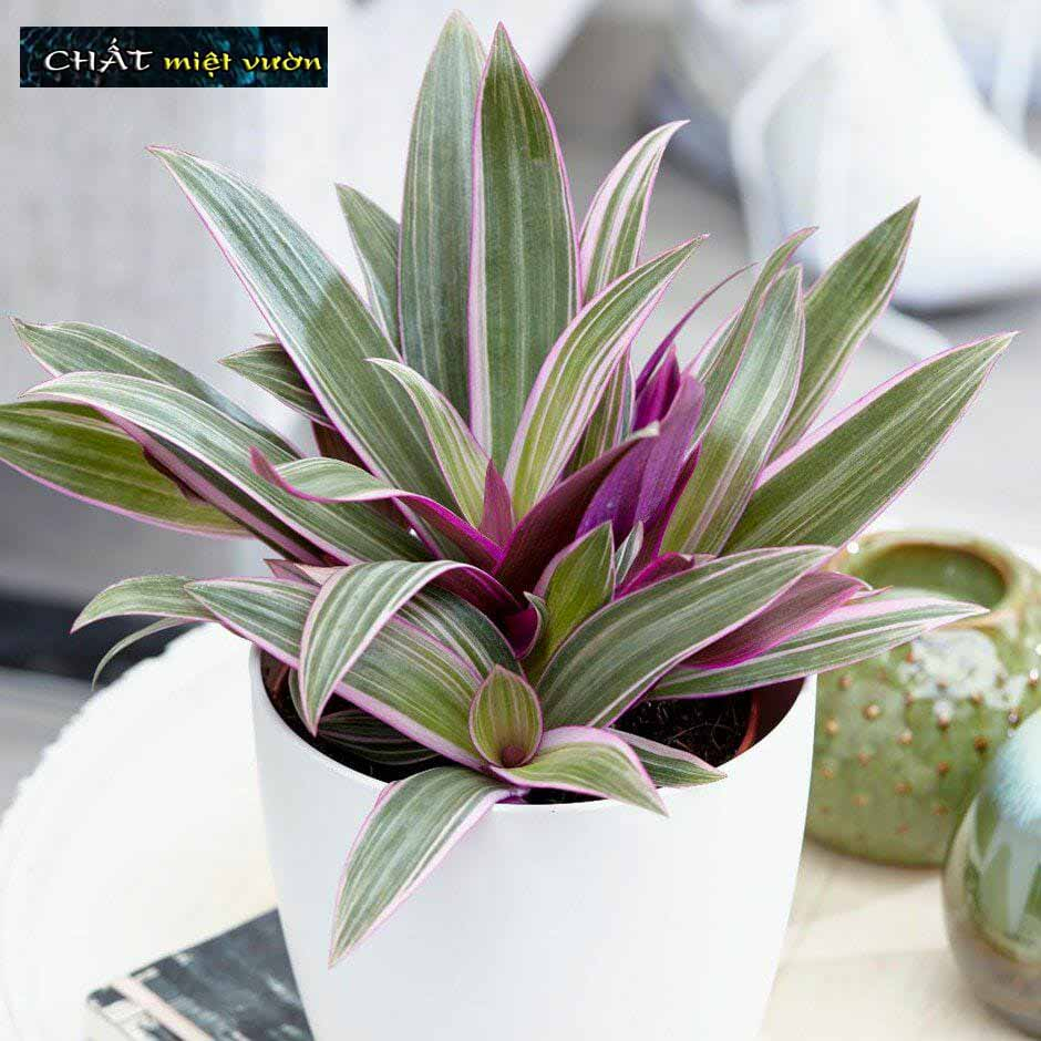 Cây Ngọc Trai (Cây Sò Huyết, Lẻ Bạn, Cây Dứa Tím) Cao 20-25cm KVT - Hạt Giống CANH NÔNG