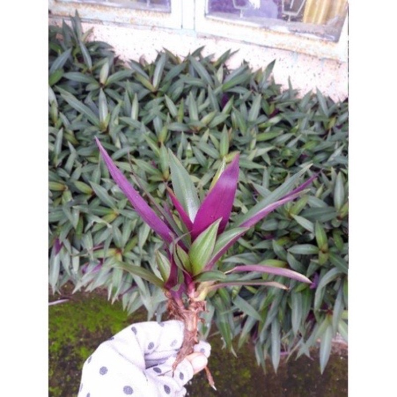 Cây Ngọc Trai (Cây Sò Huyết, Lẻ Bạn, Cây Dứa Tím) Cao 20-25cm KVT - Hạt Giống CANH NÔNG