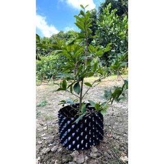 50m Bầu ươm cây V6 cao 40cm, tặng ốc vít