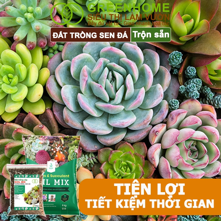 Ảnh Đất Trồng Sen Đá Greenhome, Soil Mix, Bao 500gr, Trộn Sẵn, 85% Đá Khoáng, Lên Màu, Thoát Nước Tốt 2