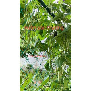 Lưới Trồng Cây (1 Mét), Làm Giàn, Dây Leo ,Khổ 2m, Cạnh 4x4 Cm