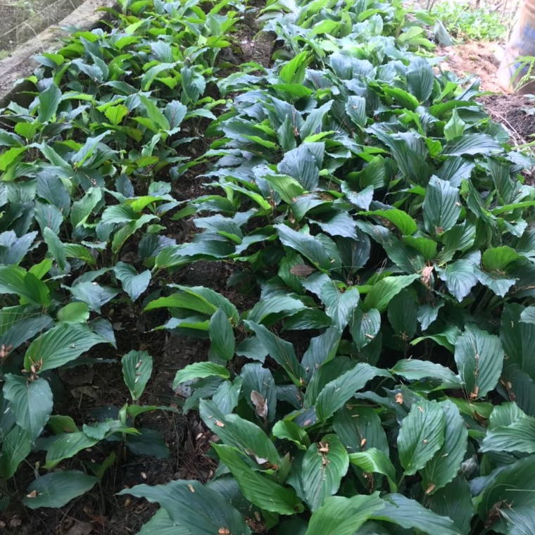 10 Cây Giống Gừng Đen Lai Châu Loại 1 hàng đẹp