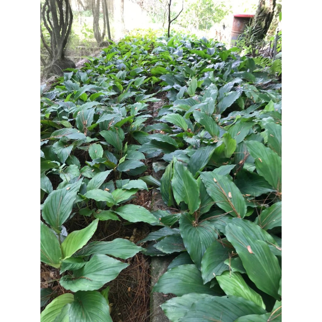1kg Củ Gừng Đen Lai Châu tự nhiên (Ngải tím) Loại 1, Natural Black Ginger