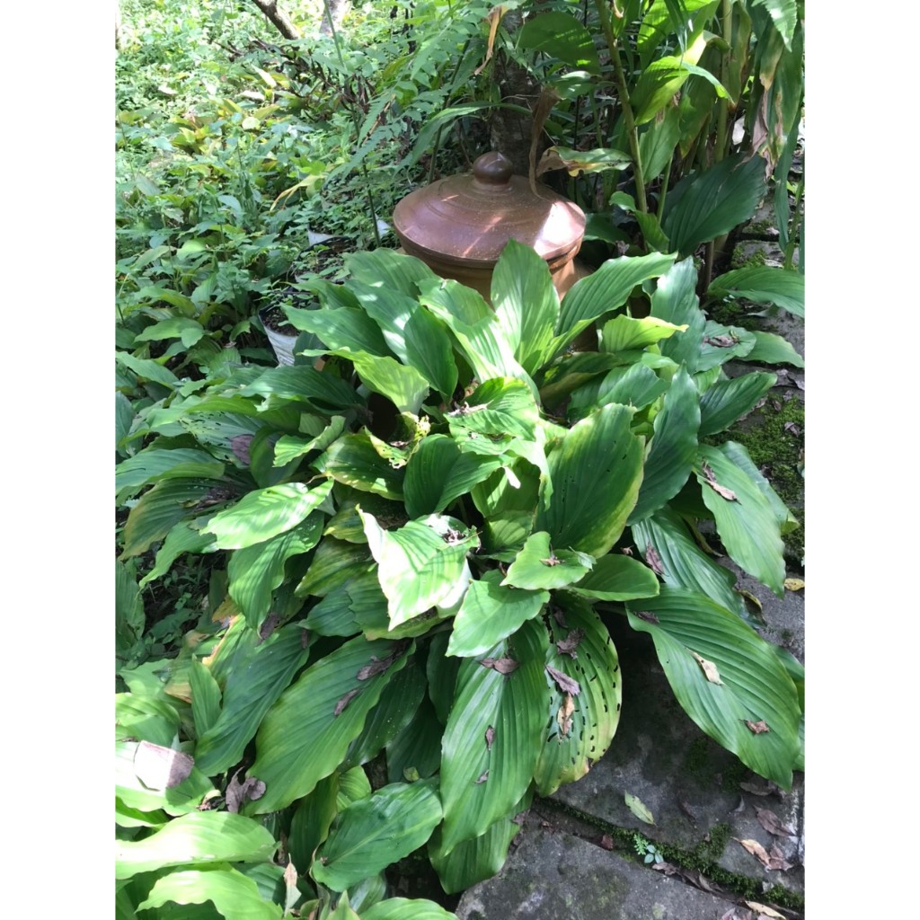 1kg Củ Gừng Đen Lai Châu tự nhiên (Ngải tím) Loại 1, Natural Black Ginger