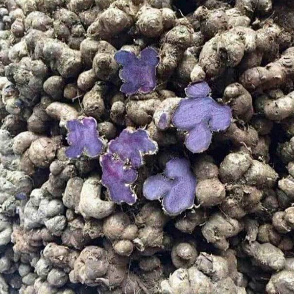 1kg Củ Gừng Đen Lai Châu tự nhiên (Ngải tím) Loại 1, Natural Black Ginger