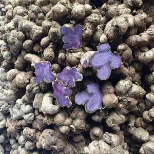1kg Củ Gừng Đen Lai Châu tự nhiên (Ngải tím) Loại 1, Natural Black Ginger