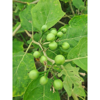 Đặc Sản Tây Bắc.Cà Dại Hoa Trắng.1kg. Cây giống và hạt giống.