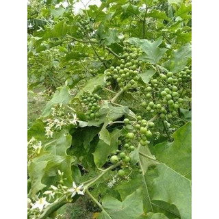 Đặc Sản Tây Bắc.Cà Dại Hoa Trắng.1kg. Cây giống và hạt giống.