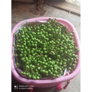 Đặc Sản Tây Bắc.Cà Dại Hoa Trắng.1kg. Cây giống và hạt giống.