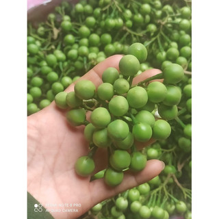 Đặc Sản Tây Bắc.Cà Dại Hoa Trắng.1kg. Cây giống và hạt giống.