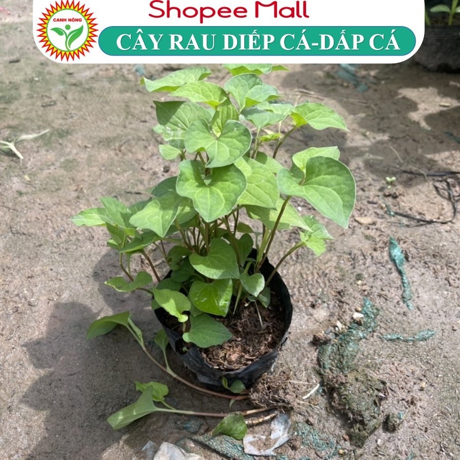 Cây Rau Diếp Cá Trồng Sẵn Bầu Đất Lên Nhanh Thu Hoạch, Rau Gia Vị, Rau Sống KVT Hạt Giống CANH NÔNG