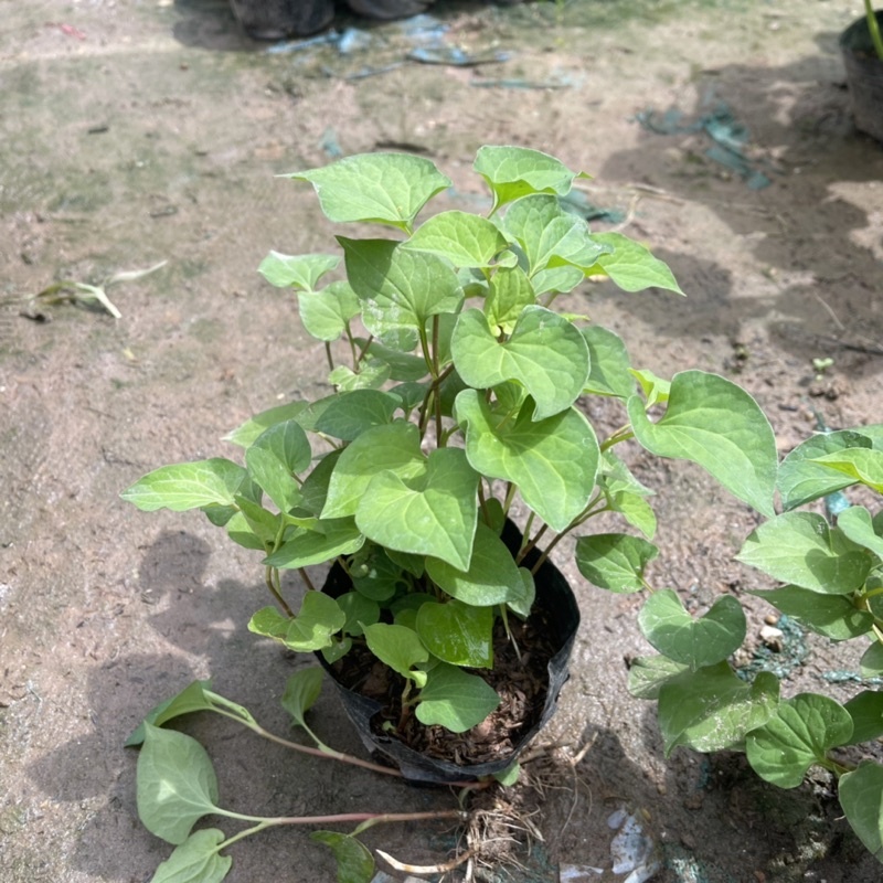 Cây Rau Diếp Cá Trồng Sẵn Bầu Đất Lên Nhanh Thu Hoạch, Rau Gia Vị, Rau Sống KVT Hạt Giống CANH NÔNG