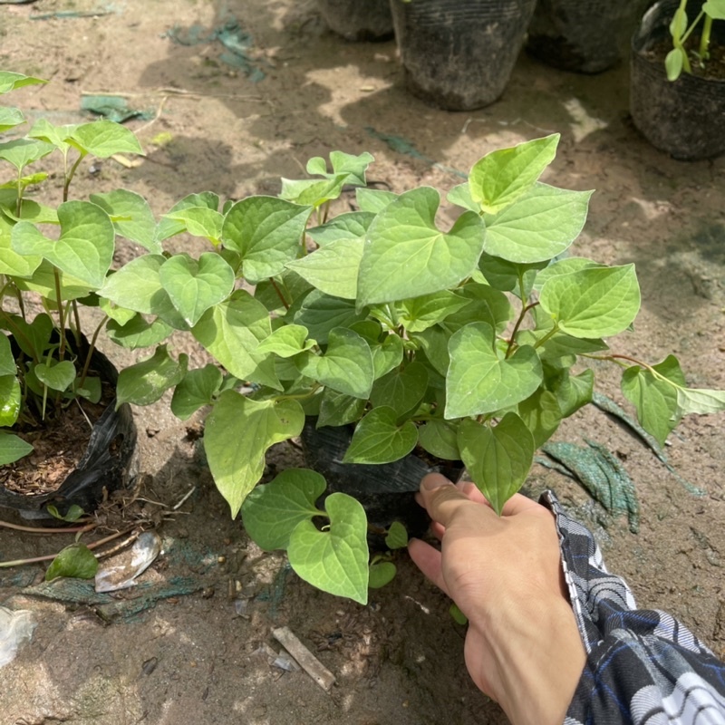 Cây Rau Diếp Cá Trồng Sẵn Bầu Đất Lên Nhanh Thu Hoạch, Rau Gia Vị, Rau Sống KVT Hạt Giống CANH NÔNG