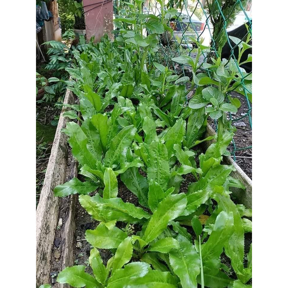 Cây Rau Mùi Tàu, Ngò Gai Trồng Sẵn Cây Gia Vị Làm Thuốc Dễ Trồng Hạt Giống CANH NÔNG KVT