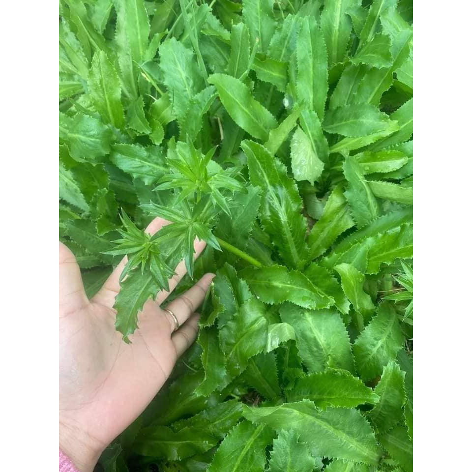 Cây Rau Mùi Tàu, Ngò Gai Trồng Sẵn Cây Gia Vị Làm Thuốc Dễ Trồng Hạt Giống CANH NÔNG KVT