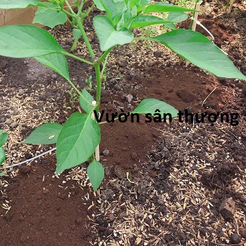 Gói 500gr Bã (Bả) Cà Phê Phơi Khô, Bón Cho Cây, Ngăn Côn Trùng