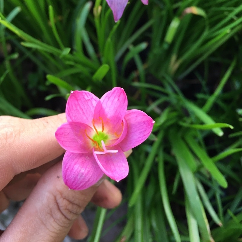 Hoa Tóc Tiên, Huệ Mưa Trồng Bầu Đất Siêu Chịu Hạn Trồng Sân Vườn Trang Trí KVT -  Hạt Giống CANH NÔNG