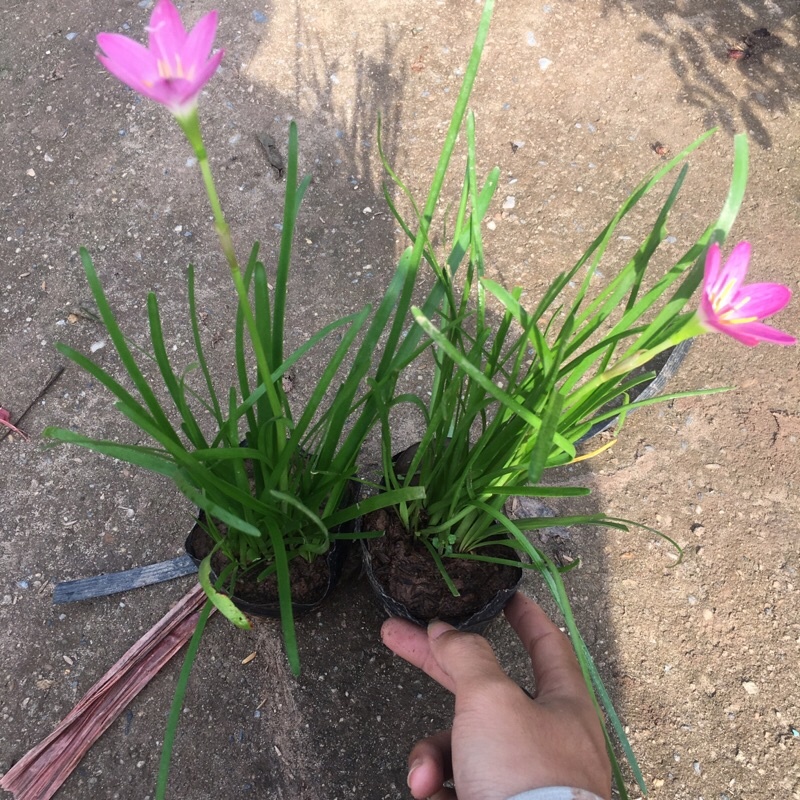 Hoa Tóc Tiên, Huệ Mưa Trồng Bầu Đất Siêu Chịu Hạn Trồng Sân Vườn Trang Trí KVT -  Hạt Giống CANH NÔNG