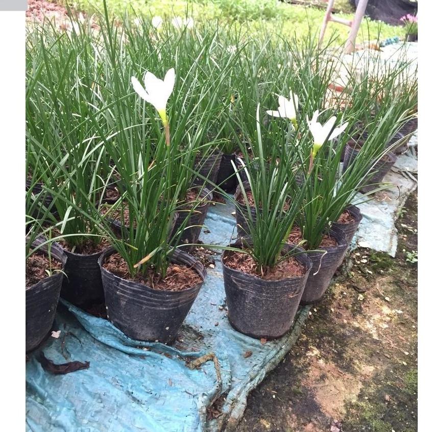 Hoa Tóc Tiên, Huệ Mưa Trồng Bầu Đất Siêu Chịu Hạn Trồng Sân Vườn Trang Trí KVT -  Hạt Giống CANH NÔNG