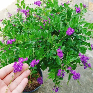 Cây Chuỗi Ngọc Tím Siêu Bông cây 1 cốt dáng tree 3 năm tuổi - cây cảnh đẹp trồng sân vườn