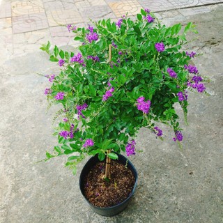 Cây Chuỗi Ngọc Tím Siêu Bông cây 1 cốt dáng tree 3 năm tuổi - cây cảnh đẹp trồng sân vườn