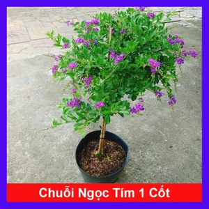 Cây Chuỗi Ngọc Tím Siêu Bông cây 1 cốt dáng tree 3 năm tuổi - cây cảnh đẹp trồng sân vườn