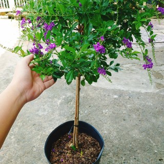 Cây Chuỗi Ngọc Tím Siêu Bông cây 1 cốt dáng tree 3 năm tuổi - cây cảnh đẹp trồng sân vườn
