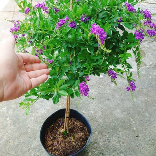 Cây Chuỗi Ngọc Tím Siêu Bông cây 1 cốt dáng tree 3 năm tuổi - cây cảnh đẹp trồng sân vườn