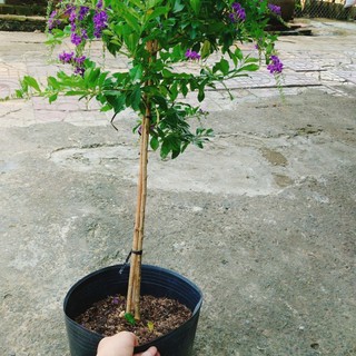 Cây Chuỗi Ngọc Tím Siêu Bông cây 1 cốt dáng tree 3 năm tuổi - cây cảnh đẹp trồng sân vườn