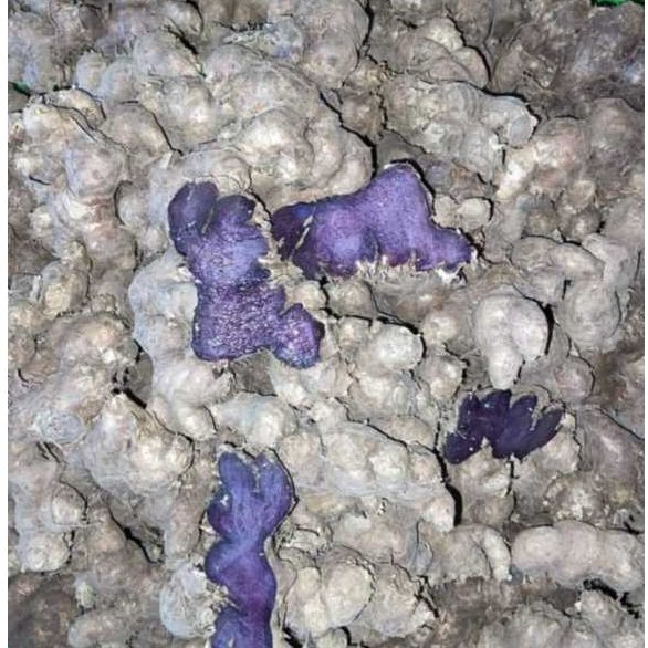 1kg Củ Gừng Đen Lai Châu tự nhiên (Ngải tím) Loại 1, Natural Black Ginger