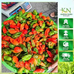 Ớt trung đoàn siêu cay nồng và cực thơm(ớt trung đoàn xóc muối) chuẩn Ka Lăng,Mường Tè Lai Châu 200groo