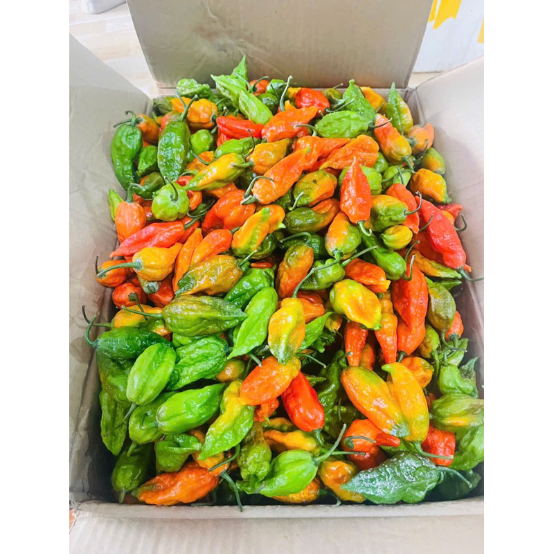 Ớt trung đoàn siêu cay nồng và cực thơm(ớt trung đoàn xóc muối) chuẩn Ka Lăng,Mường Tè Lai Châu 200groo