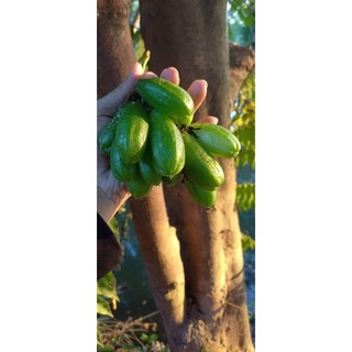cây khế tàu