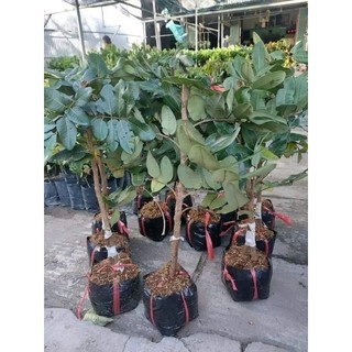cây nhãn bắp cải, thanh nhãn chuẩn giống