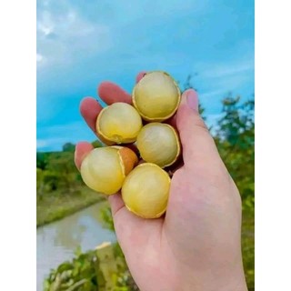 cây nhãn bắp cải, thanh nhãn chuẩn giống