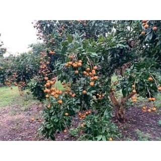 cây nhãn bắp cải, thanh nhãn chuẩn giống