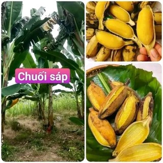 cây chuối sáp