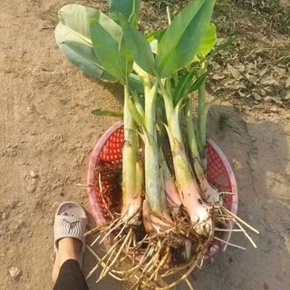 cây chuối xiêm