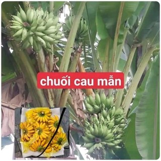 cây chuối cau