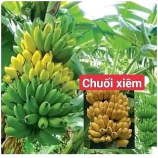 cây chuối xiêm