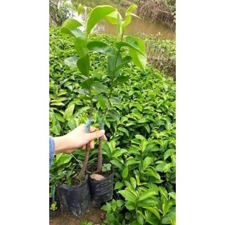Cây mãng cầu xiêm thái ghép gốc bình bát 3 cây 100k