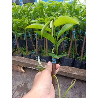 Cây mãng cầu xiêm thái ghép gốc bình bát 3 cây 100k