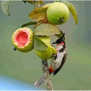 cây ổi sẻ ruột đỏ giống xưa
