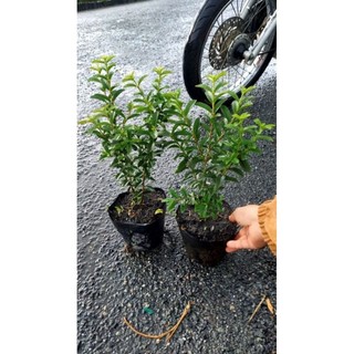 cây ổi sẻ ruột đỏ giống xưa