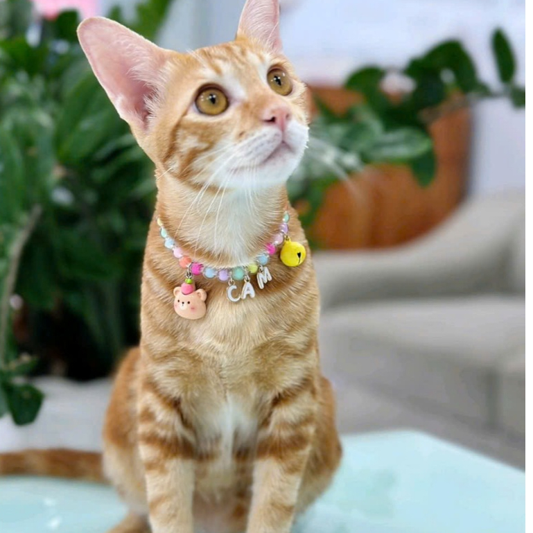 Vòng Cổ Dây Màu Trong Kèm Chữ Cho Cún Mèo Theo Yêu Cầu