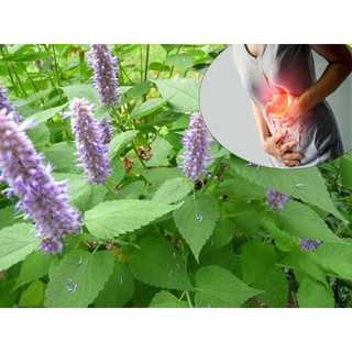 Lá Hoắc Hương Khô 1kg Nguyên Chất | Dược Liệu Khô Chọn Lọc | Thảo Dược Đạt Huyền