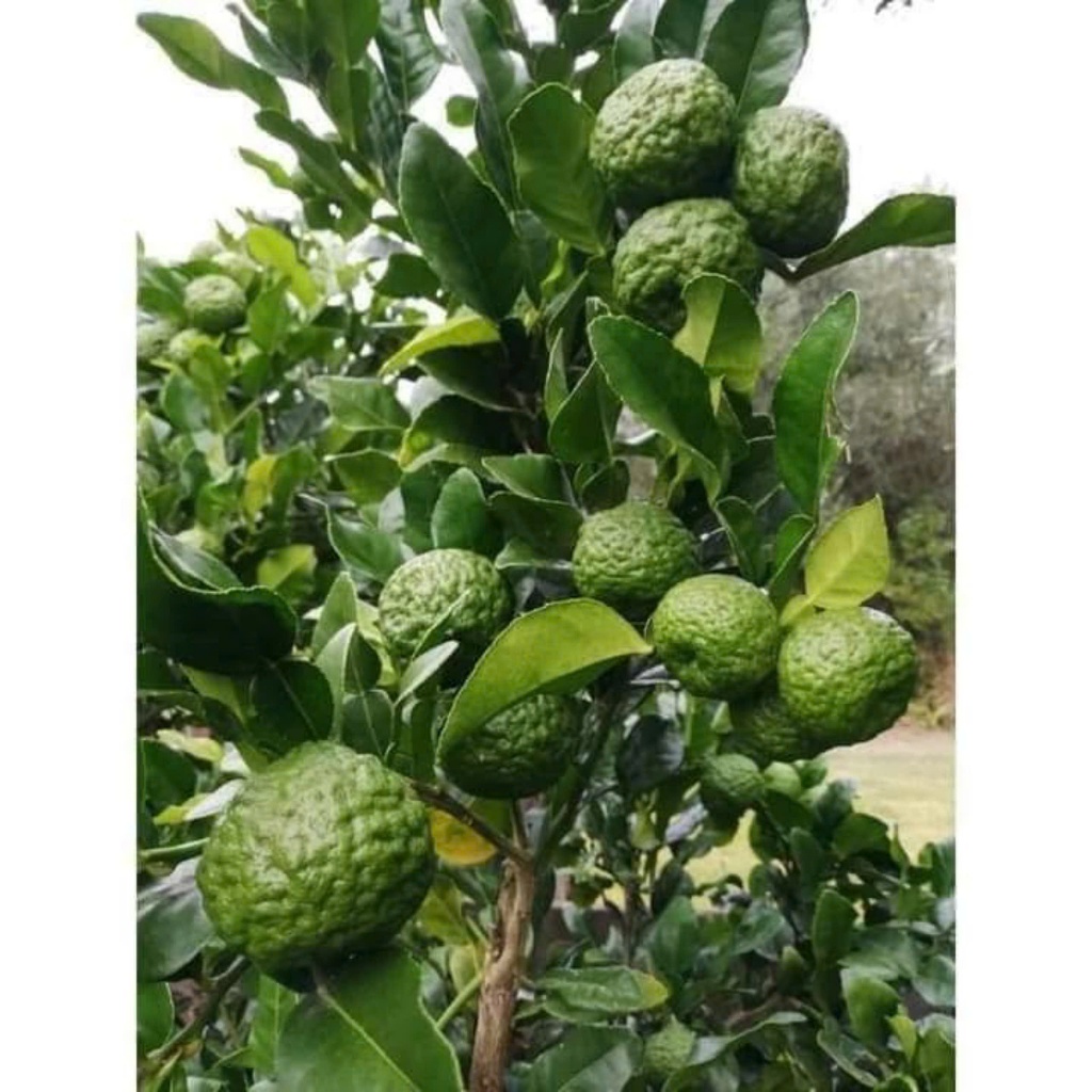 Cây giống chanh trúc-Chanh Thái | Shopee Việt Nam